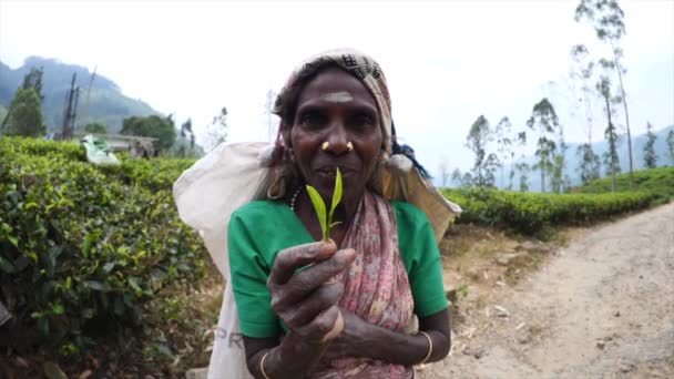 Senior indigene Frau hält Teeblatt auf Teeplantage. — Stockvideo
