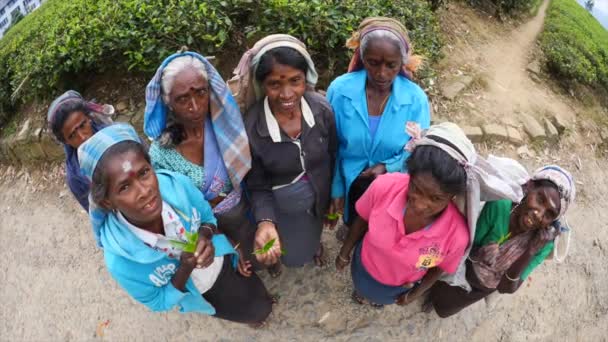 Resor Etnicitet koncept med lankan kvinnor med teblad på te Plantation. — Stockvideo