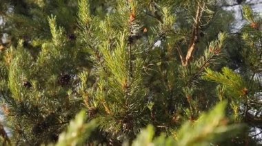 Firavun Ağacı Park Dalları