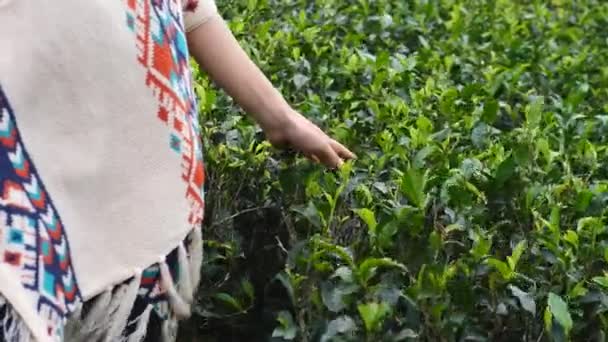 Женская рука касается свежих чайных листьев — стоковое видео