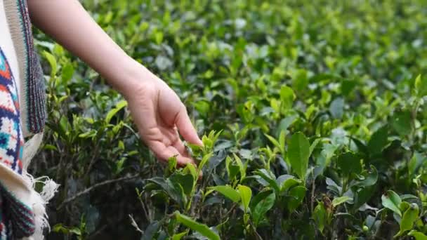 Närbild av kvinna hand plocka färska teblad på te Plantation — Stockvideo