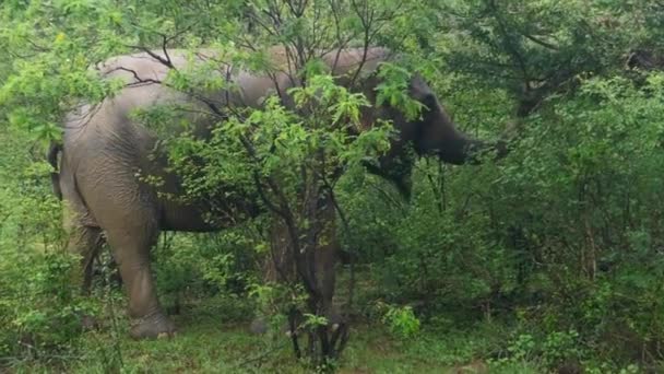 Дикий слон у джунглях у національному парку Шрі - Ланки — стокове відео