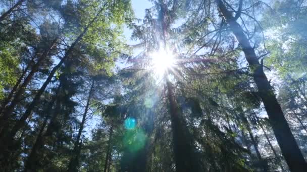Живописный лес с солнцем пробивается сквозь листву — стоковое видео