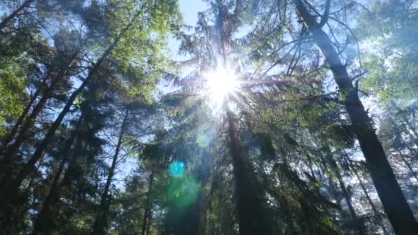 Scenisk skog med solstrålarna genom olivträdet — Stockvideo