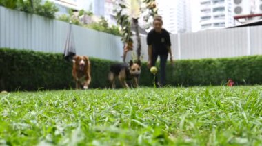 Dişi Sahibi Dışarıda Köpeklerle Yakalamaca Oynuyor