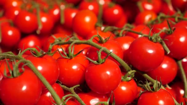 Primer plano de los tomates rojos cereza — Vídeo de stock