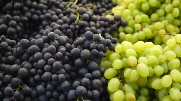 Black And Green Ripe Grapes Closeup — Stock Video