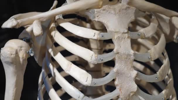 Human Skeleton System Rib Cage Anatomy. Closeup. — Stock Video