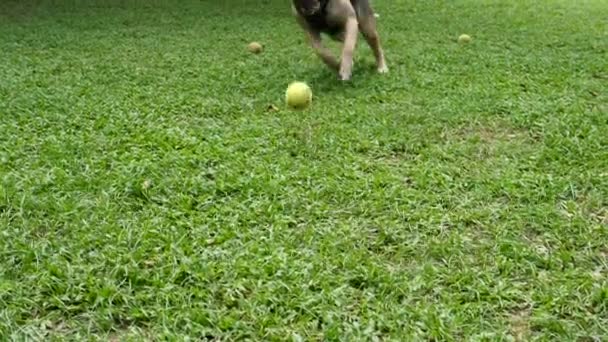 Shepherd Dog Chasing The Ball Playing Outdoors — ストック動画