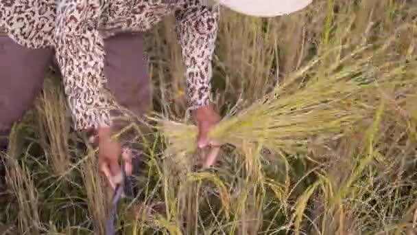 Jordbrukare kvinna arbetar hårt på risfält — Stockvideo