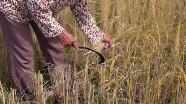 Poor Rural Woman Cutting Rice Harvest On Green Field — ストック動画