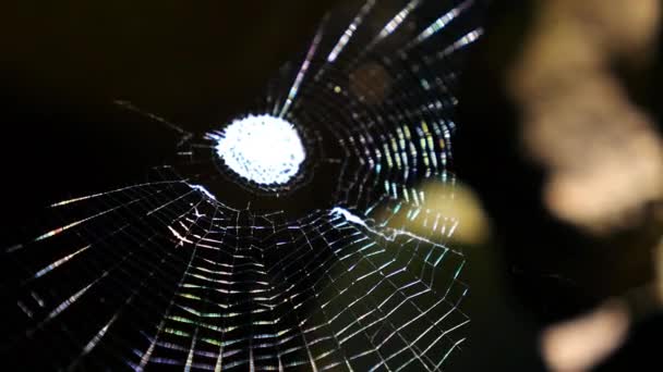 Kleurrijk spinnenweb in de Jungle Closeup — Stockvideo