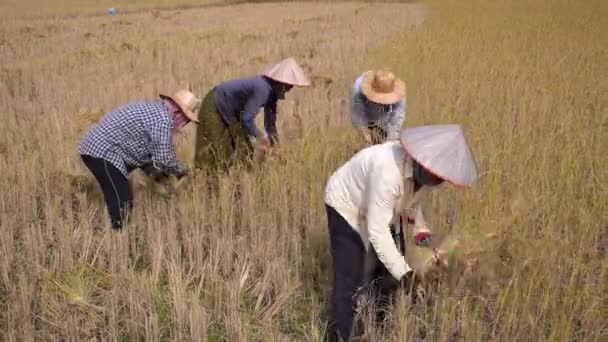 Сельские женщины, работающие на плантации риса в Азии. Камбоджа, 12 Май, 2017 . — стоковое видео