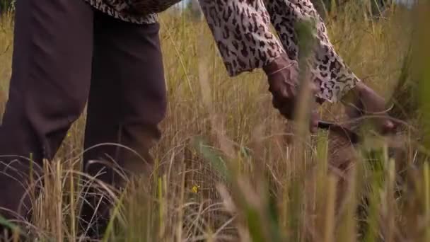 Женщина режет зрелый рис на рисовом поле — стоковое видео