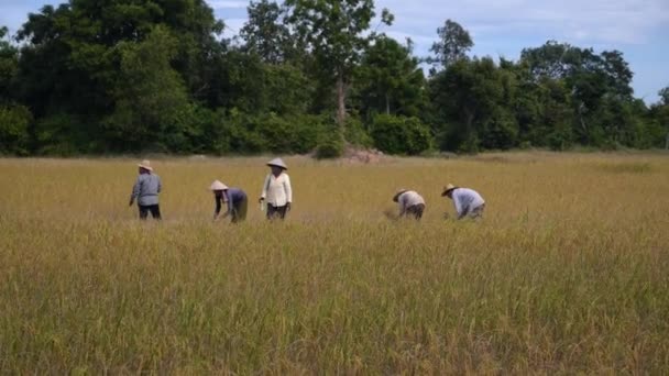 Gruppo di agricoltori rurali che coltivano riso sul campo di risone . — Video Stock