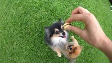 İki Pomeranian Spitz Köpeği Çimenlerde Dans Ediyor