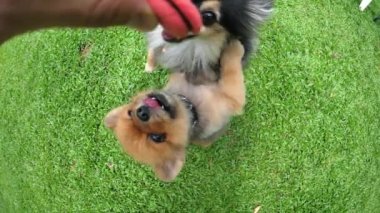 Pembe Macaronlu Komik Pomeranya Köpekleri