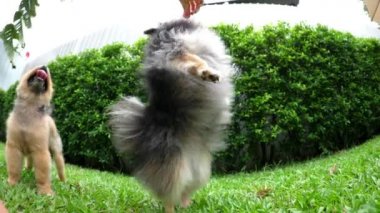 İki komik Pomeranya Köpeği Elden İkram Edilmeye Çalışıyor