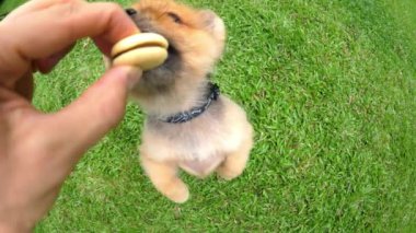 Aç Pomeranya Köpeği Kurabiyeyi İnsan elinden almaya çalışıyor