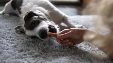Sahibi evde köpek maması ile oynuyor.