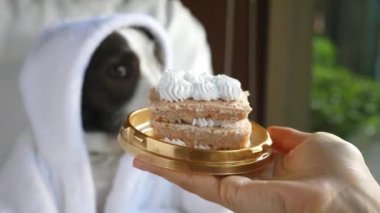 Şımarık Şımarık Köpek Doğum Günü Pastası Yemez