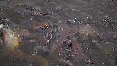 Bir grup Aç Kedibalığı Gölde Yüzüyor. Yavaş Hareket.