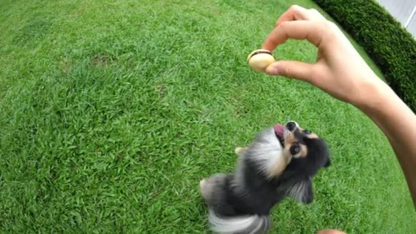 Померанская собака пытается схватить Макарона за руку — стоковое видео