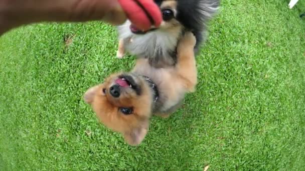 Grappig paar van Pomeranian honden met roze Macaron — Stockvideo