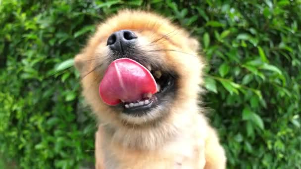 Funny Cute Pomeranian Dogs Snout Closeup In Summer Garden — Stock Video