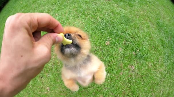 Filhote de cachorro gratificante por bom comportamento após o treinamento do cão ao ar livre — Vídeo de Stock