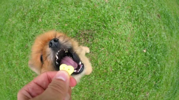 Menselijke hand behandelen kleine schattige hond op groen gras — Stockvideo