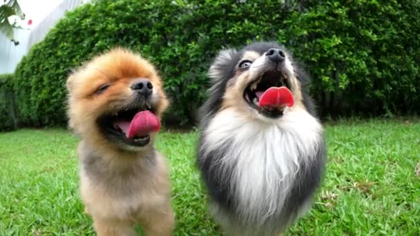 Cães da Pomerânia bonitos sentados no gramado de grama verde — Vídeo de Stock