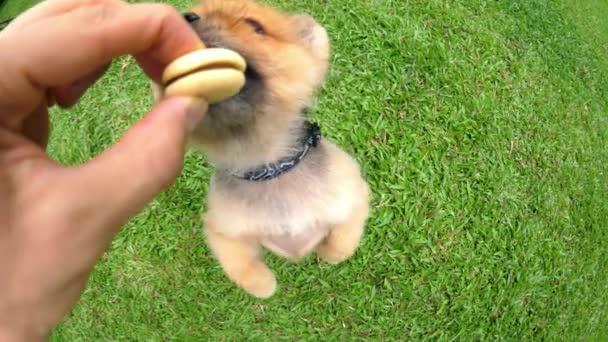 Perro Pomerania Hambriento Tratando de Agarrar Galleta De Mano Humana — Vídeos de Stock