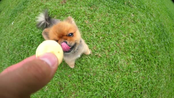 Human Hand Giving A Treat To Pomeranian Dog (en inglés). Moción lenta . — Vídeos de Stock