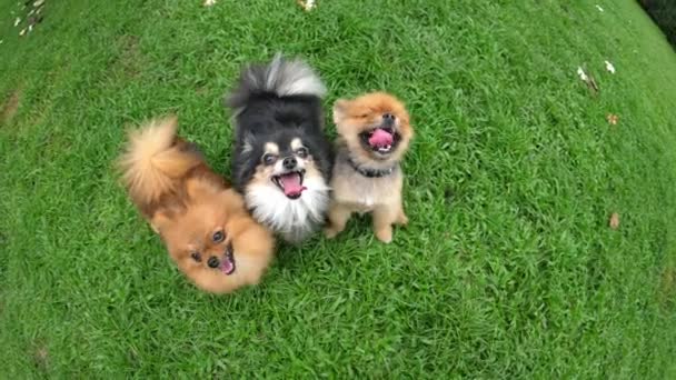 Drie schattige Pomeranian honden op groen gras — Stockvideo