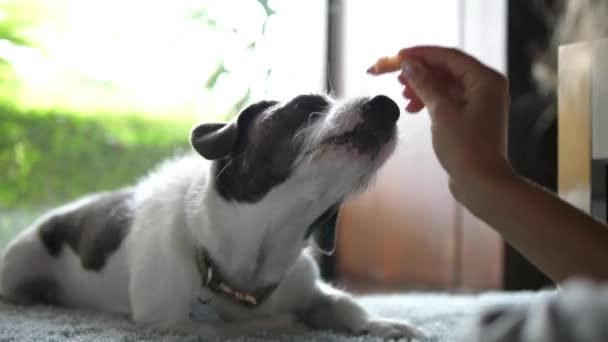 Zabawny pies bawiący się z właścicielem w domu — Wideo stockowe
