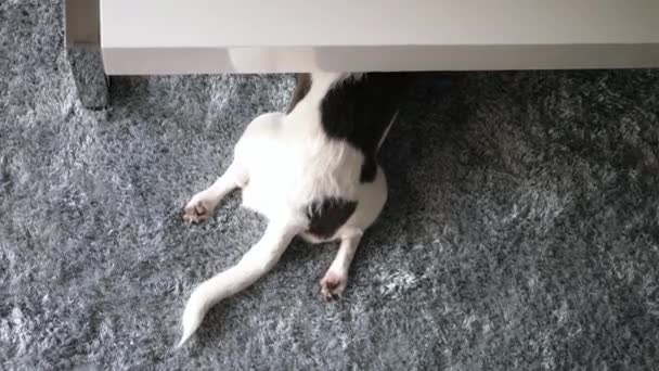 Divertente carino bottino e coda di cane sotto tavolo a casa — Video Stock