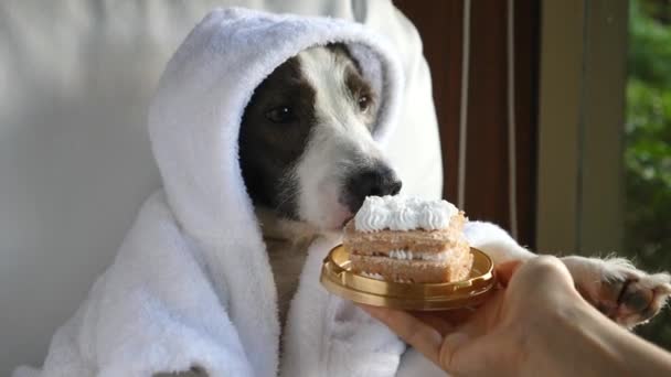 Hond in badjas eten verjaardag taart thuis — Stockvideo