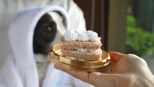 Rozmazlený rozmazlený pes nejí narozeninový dort — Stock video