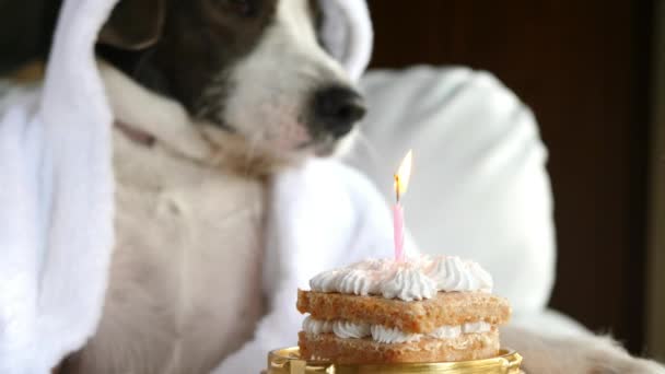 Cão em roupão soprando vela no bolo de aniversário — Vídeo de Stock