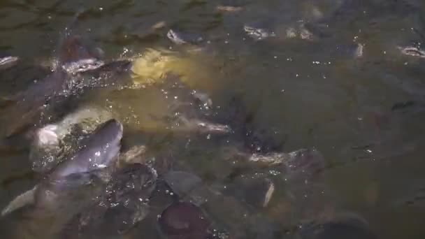 Ψάρια που κολυμπάνε στο νερό. Αργή κίνηση. — Αρχείο Βίντεο