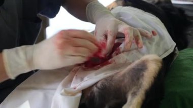 Veterinerden Sterilizasyon Köpeği