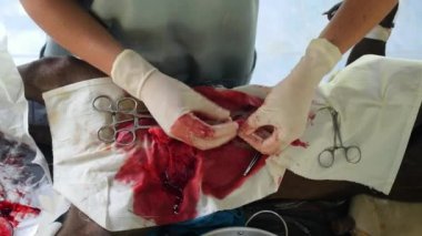 Hayvan Nötrleştirici Cerrahi Kapatma