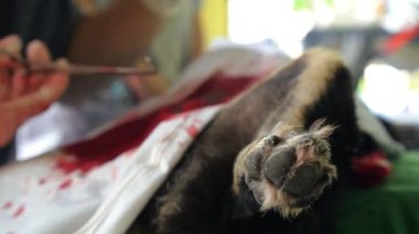 Hayvan Veterineri Kliniğinde Köpeğin Nötrleştirilmesi