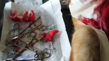 Köpeğin kısırlaştırılması. Hayvan Hastanesi 'nde Cerrahi
