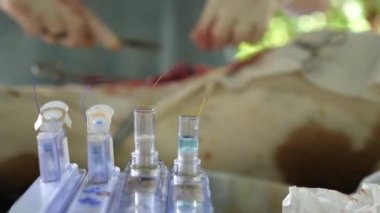 Veteriner Kliniğinde kısırlaştırma. Yakın çekim ameliyatı.