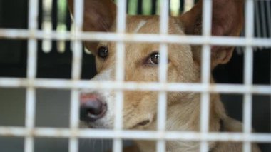 Zavallı köpek kafese kapatıldı. Hayvan Şiddeti