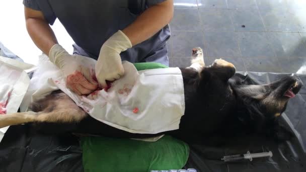 Cirurgião fazendo neutro para cão — Vídeo de Stock