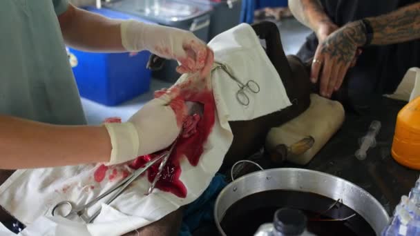 Veterinarian Performing Neuter Operation on Dog — Stock Video