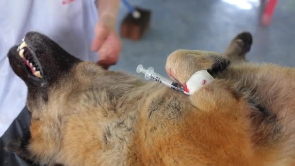 Cirurgião Veterinário Fazendo Injeção Para Cão na Clínica de Cirurgia Veterinária — Vídeo de Stock